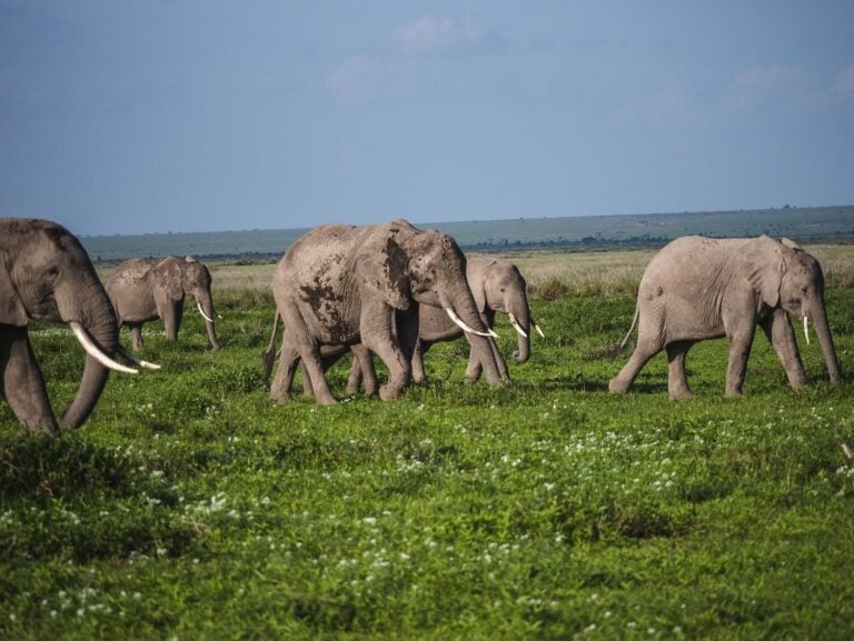 elephants in amboseli national park - kenya