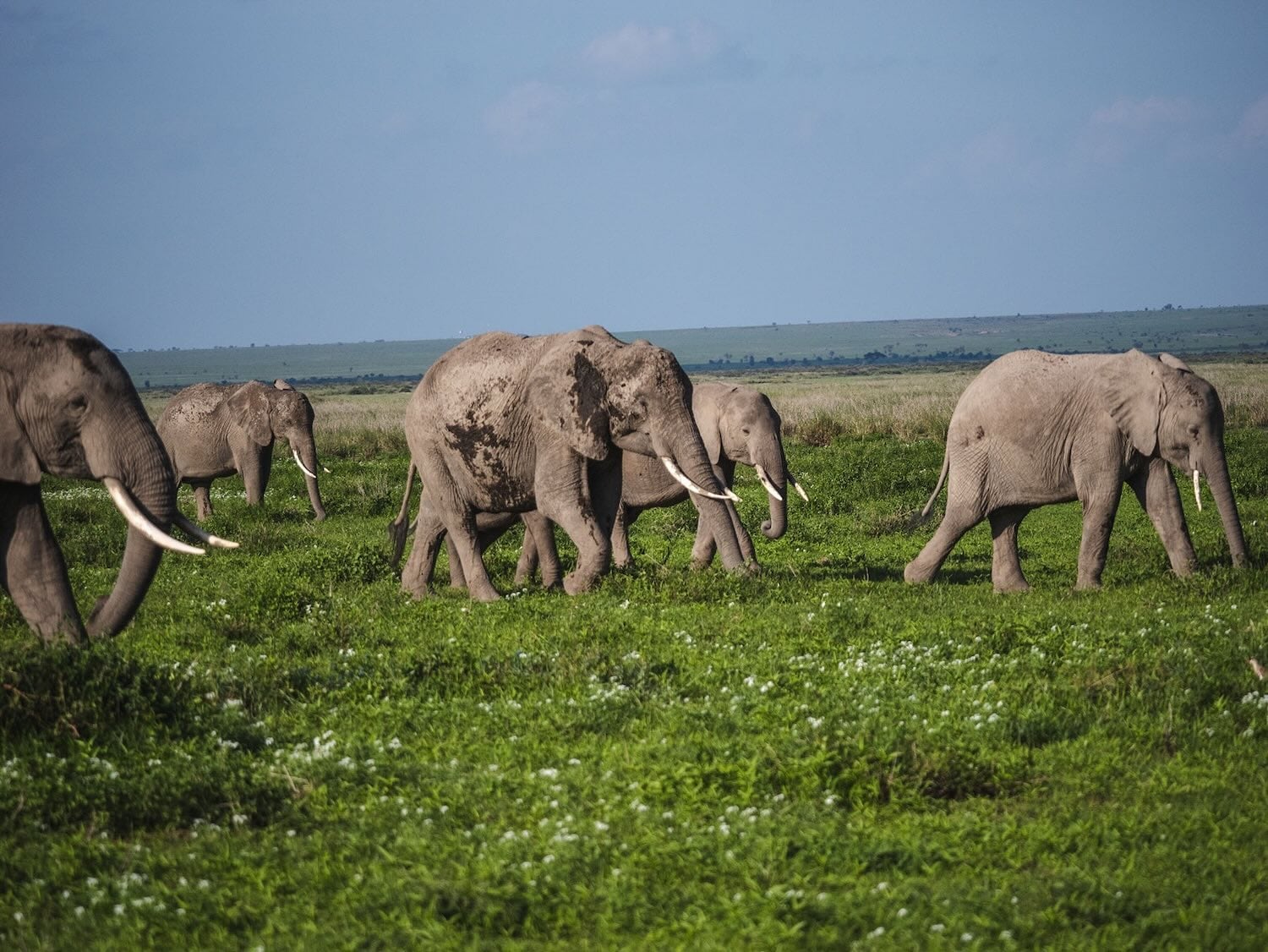 elephants in amboseli national park - kenya