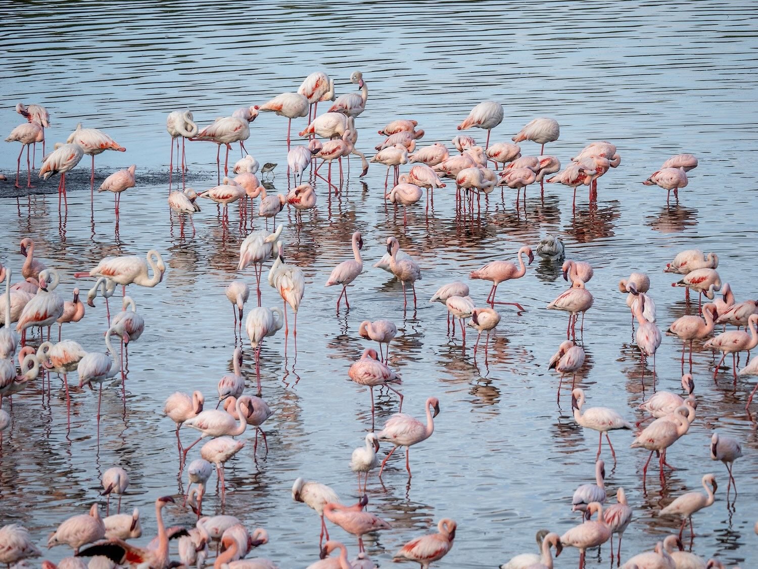flamingos in lake nakuru national park - kenya