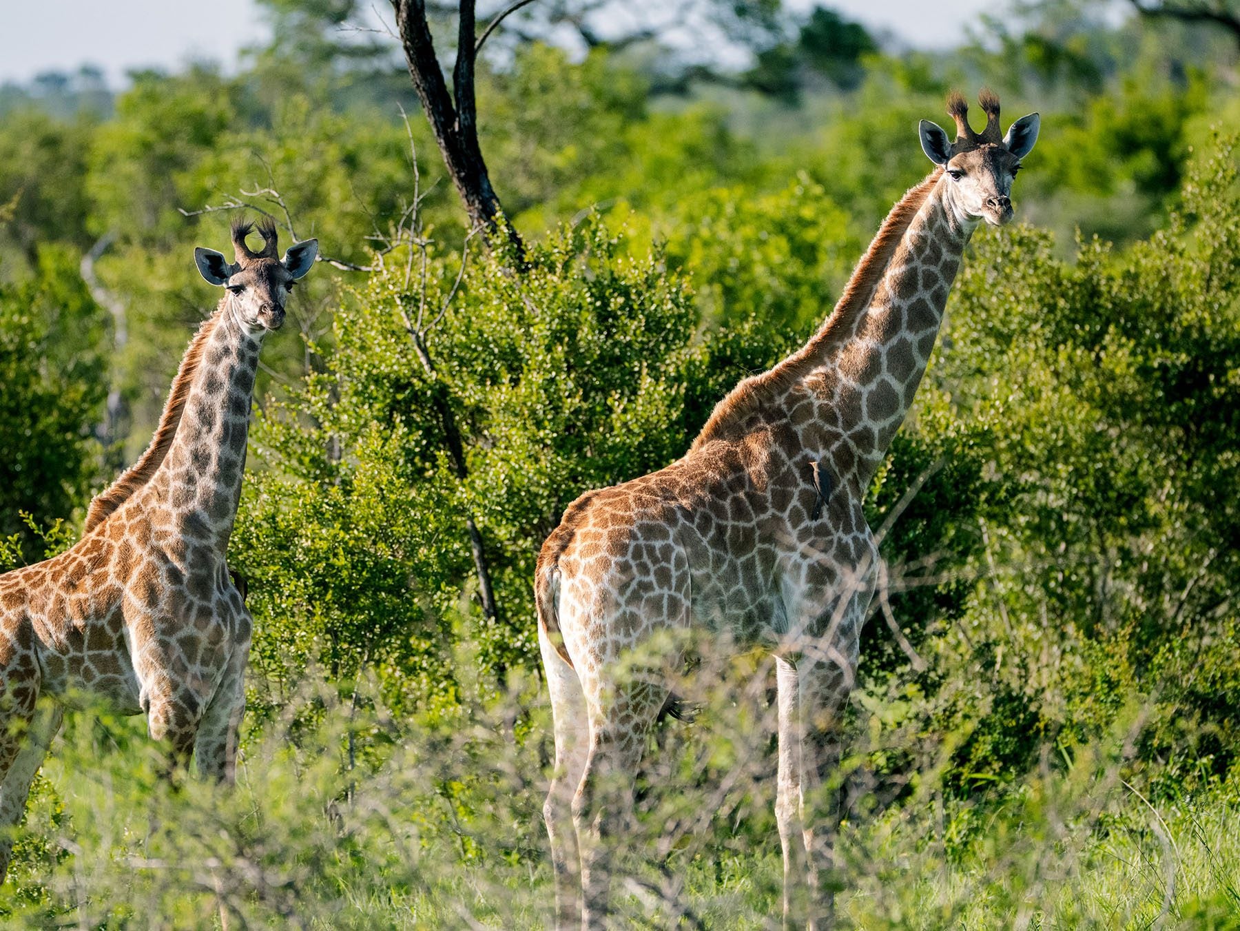 giraffe on safari in south-africa