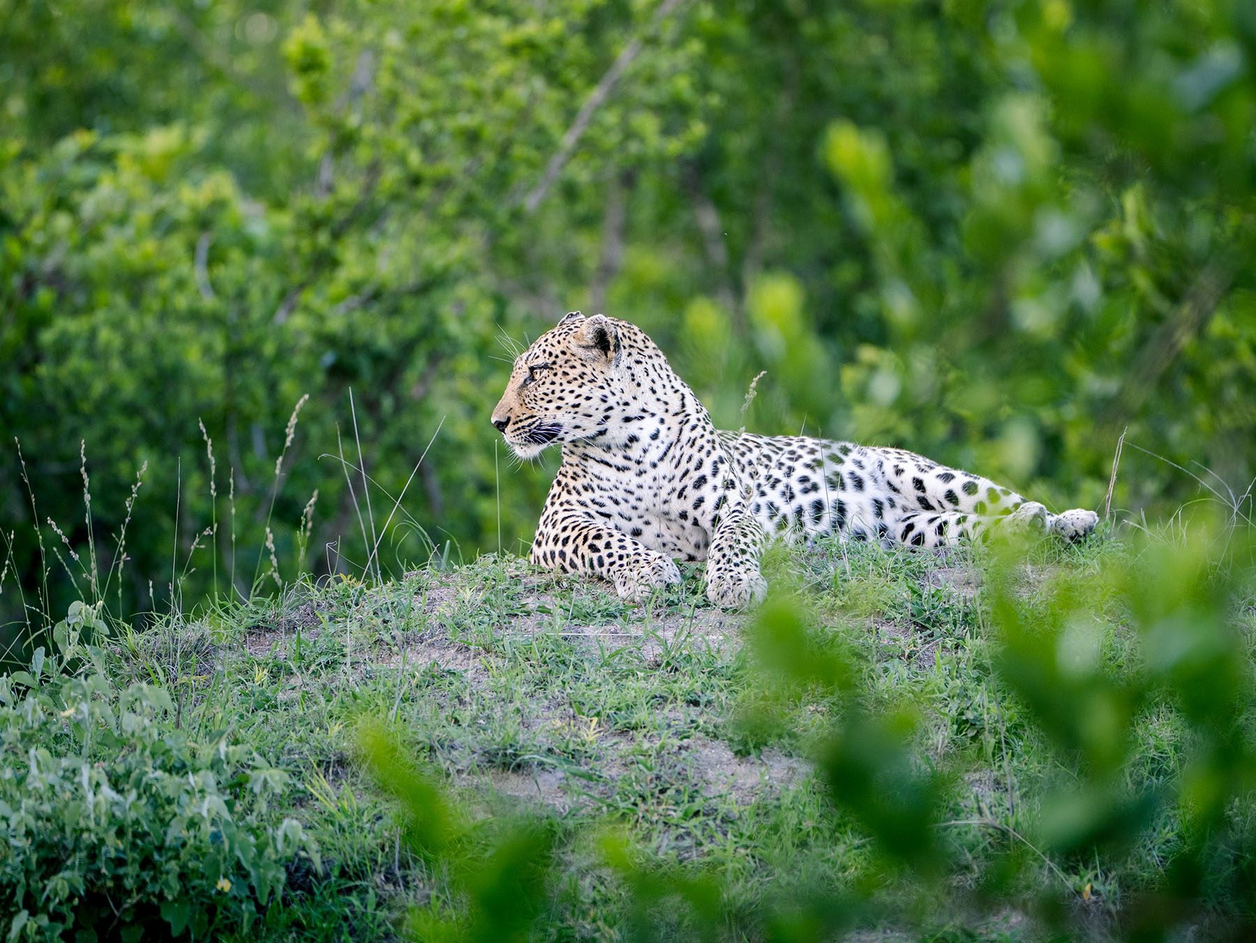 leopard in Sabi Sand Game Reserve south africa