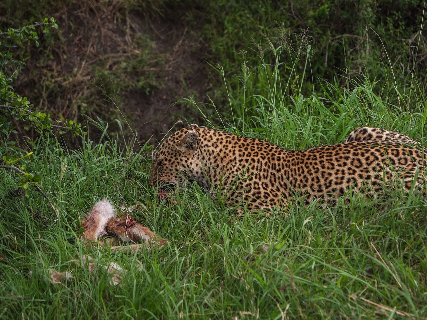 leopard in Samburu National Reserve - kenya
