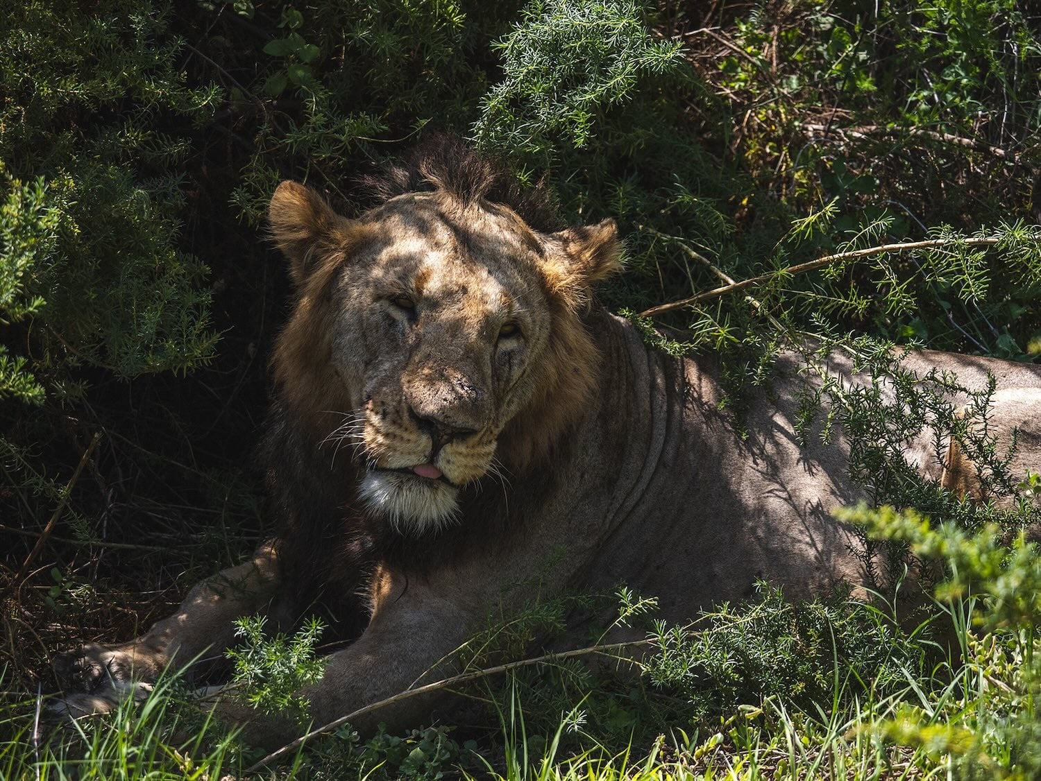lion in Tsavo National Park - kenya