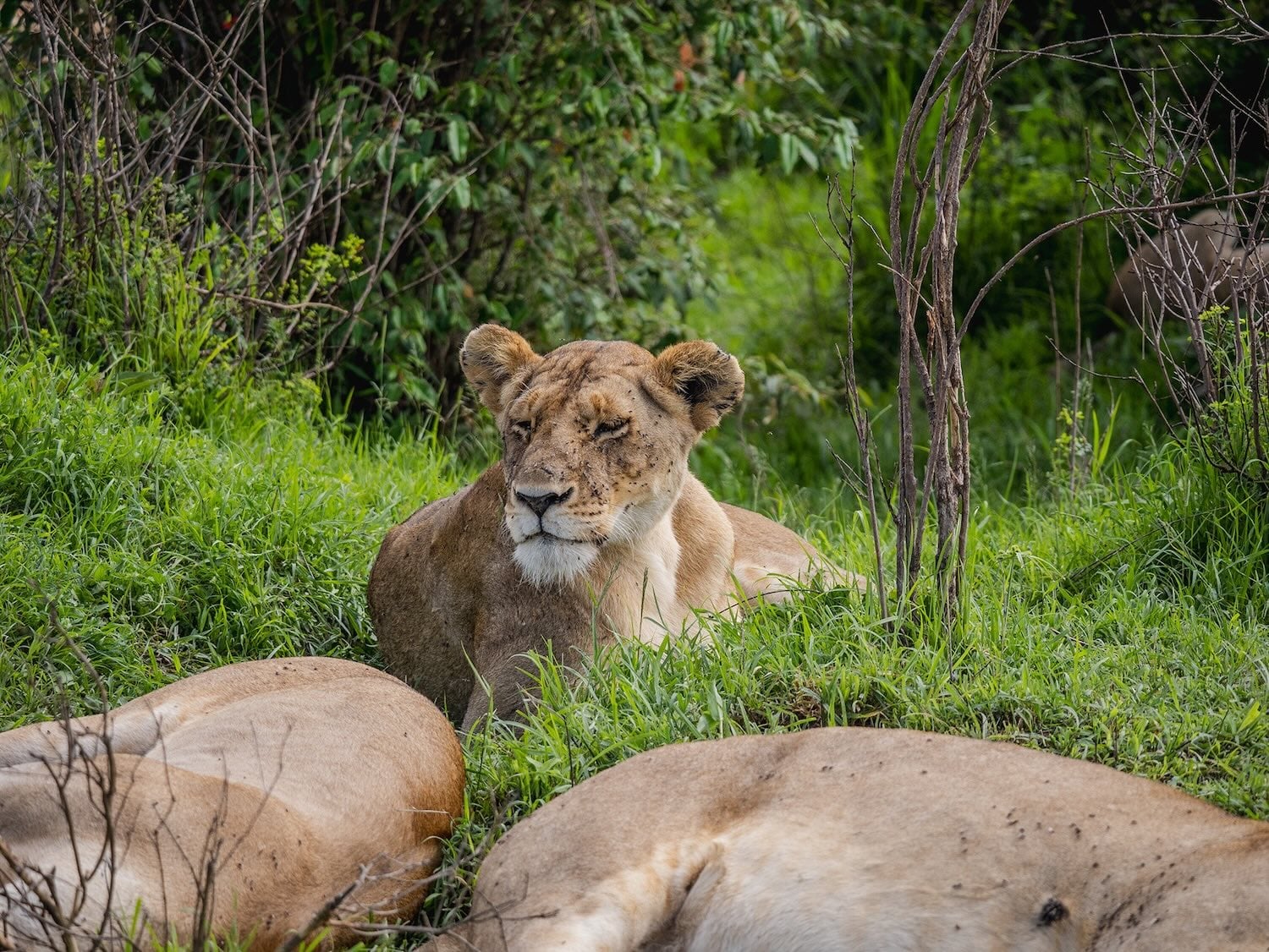 lion in l Pejeta Conservancy - kenya
