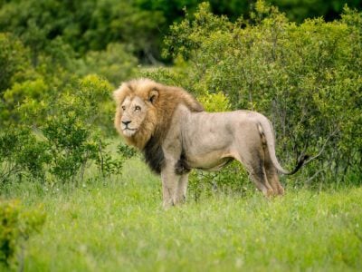 lion in south africa safari