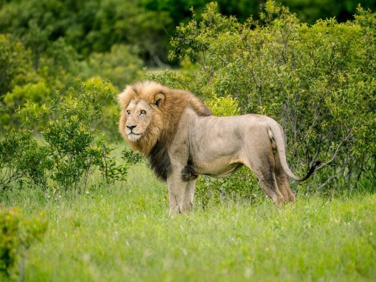 lion in south africa safari