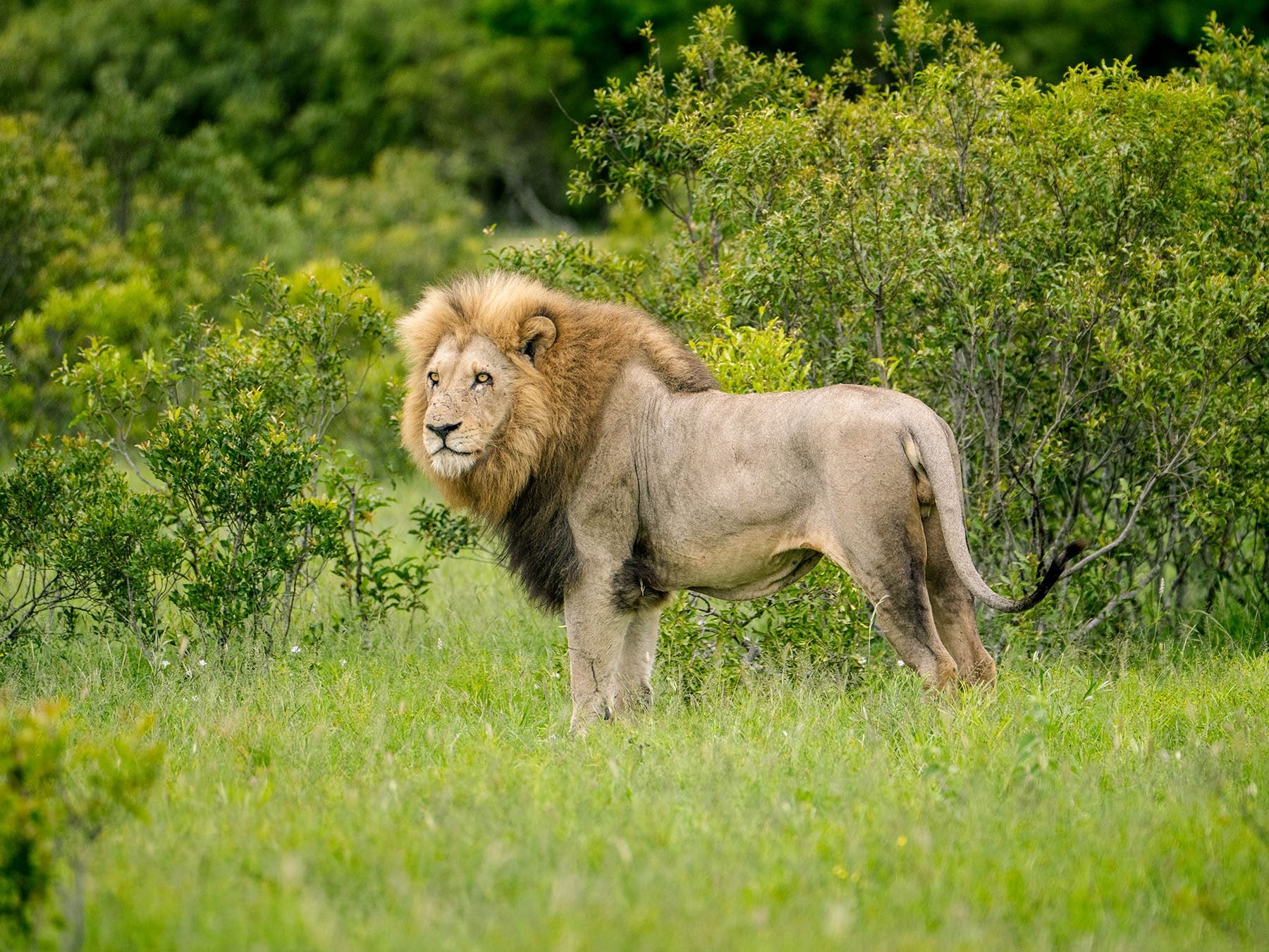 The 6 Best Safari Destinations in South Africa