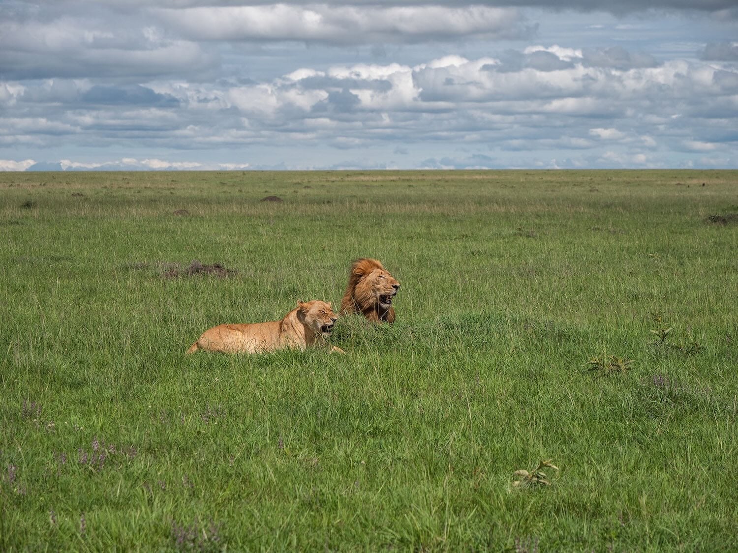 lions in maasai mara national aprk - kenya