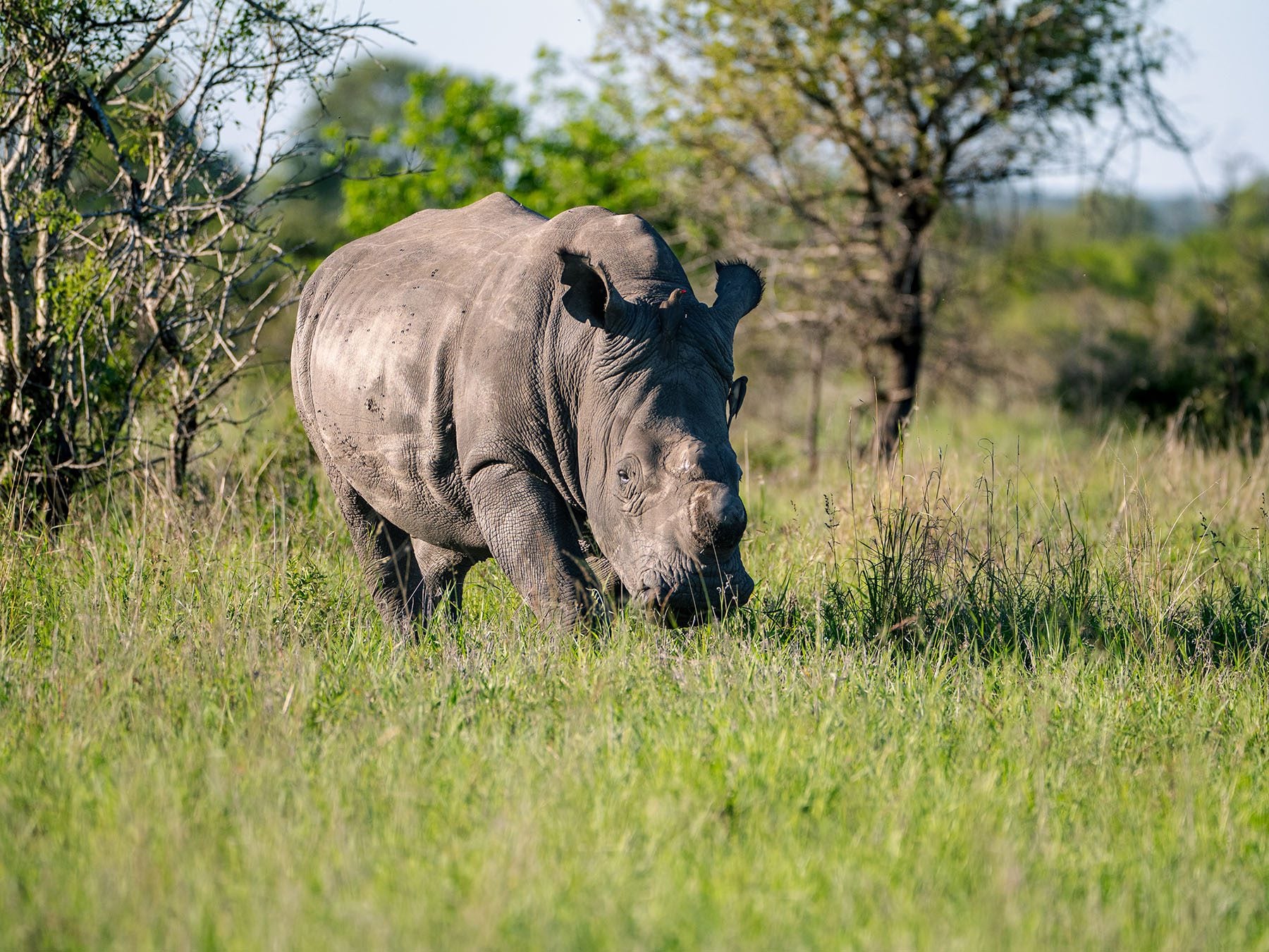 rhino in Hluhluwe-iMfolozi Park south africa