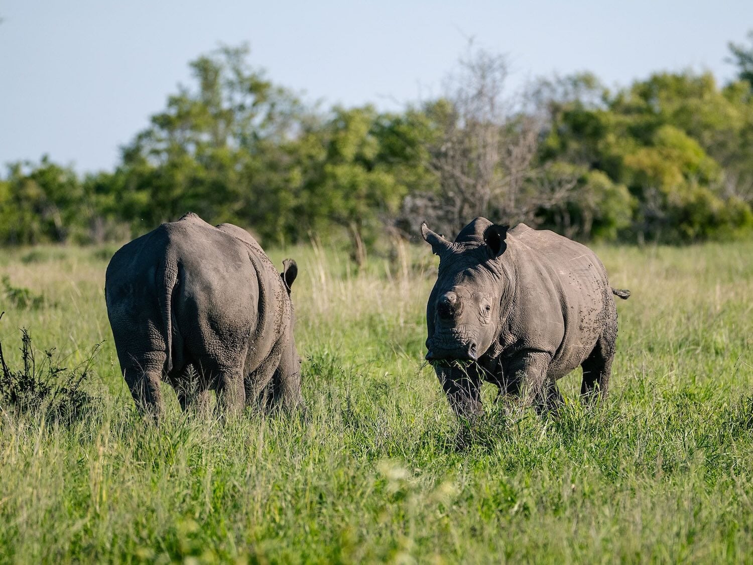 rhinos in nairobi national park - Kenya