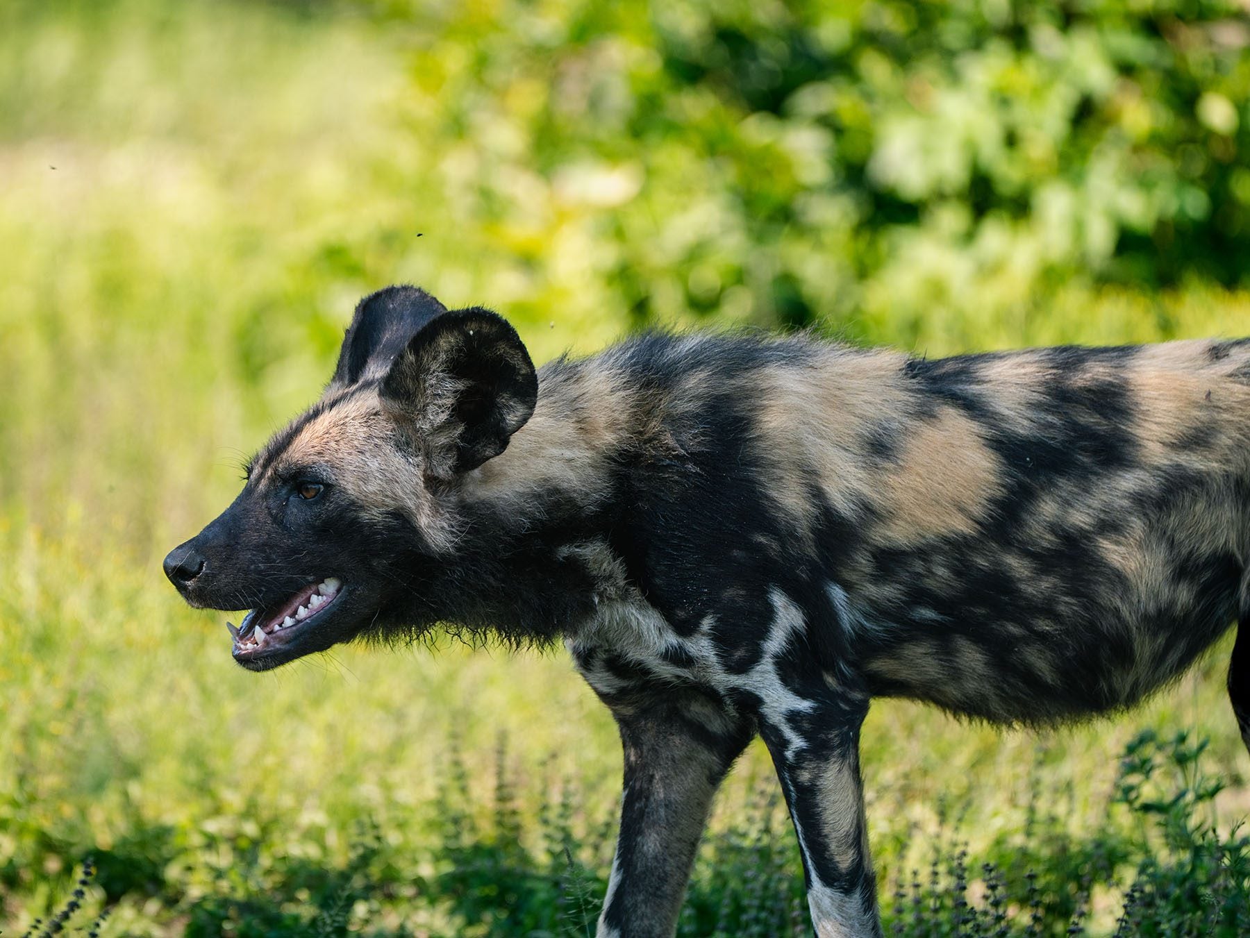 wild-dog in Timbavati Private Nature Reserve south africa