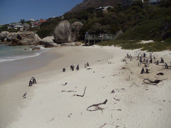 Boulders Beach Western Cape