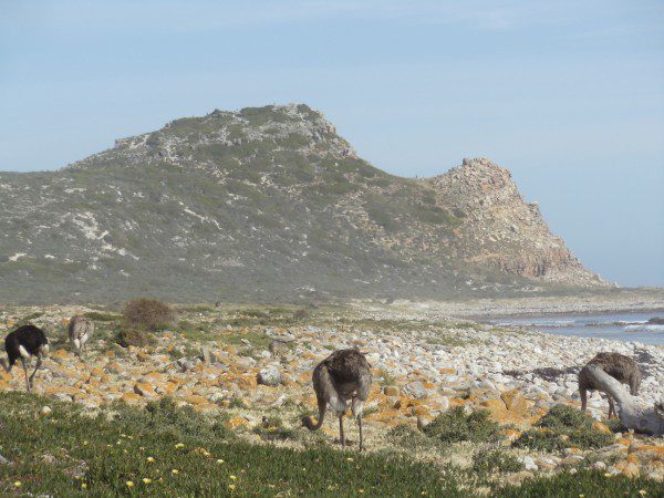 Ostriches Cape of Good Hope