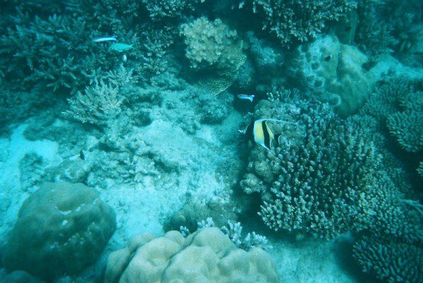 Snorkeling Chumbe Island Zanzibar